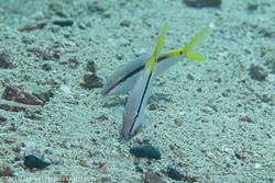 BD-121127-Aqaba-7341-Parupeneus-forsskali-(Fourmanoir---Guézé.-1976)-[Red-Sea-goatfish].jpg